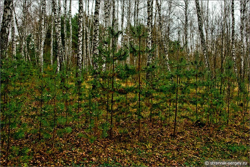 оздняя осень хмурый ноябрь пасмурный день лес