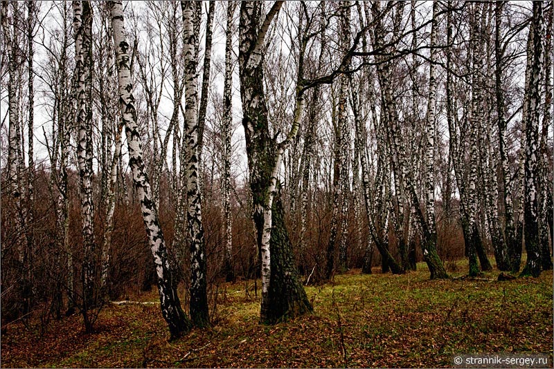 оздняя осень хмурый ноябрь пасмурный день лес