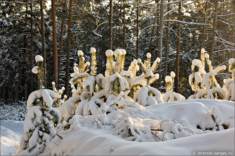 Зимний лес заснеженные сосны