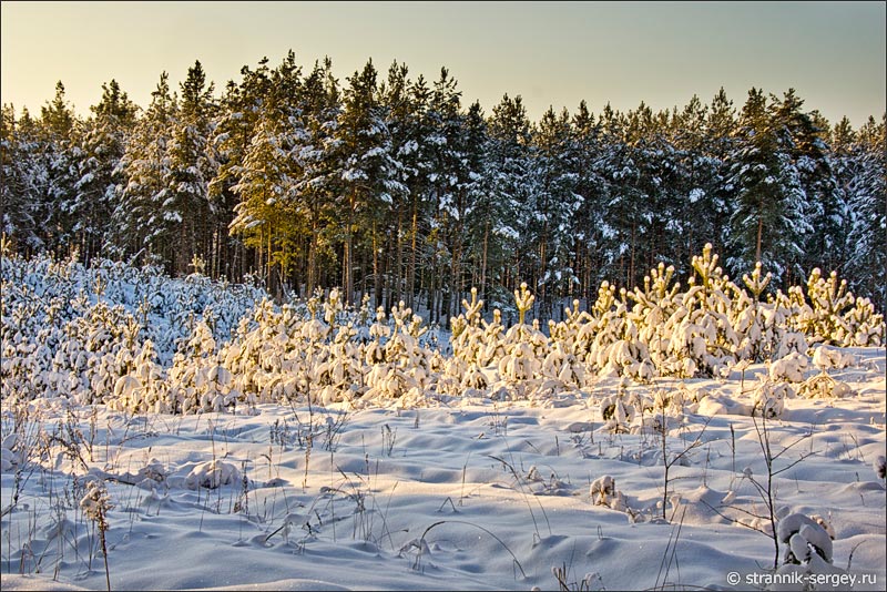 Зимний лес заснеженные сосны