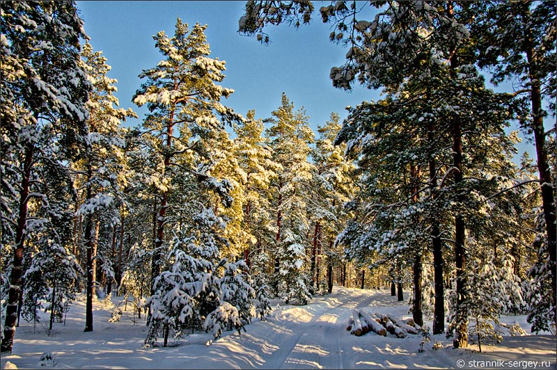 Фото зимнего леса