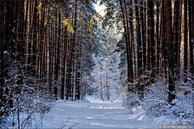 Зимний лес: сосны и снег