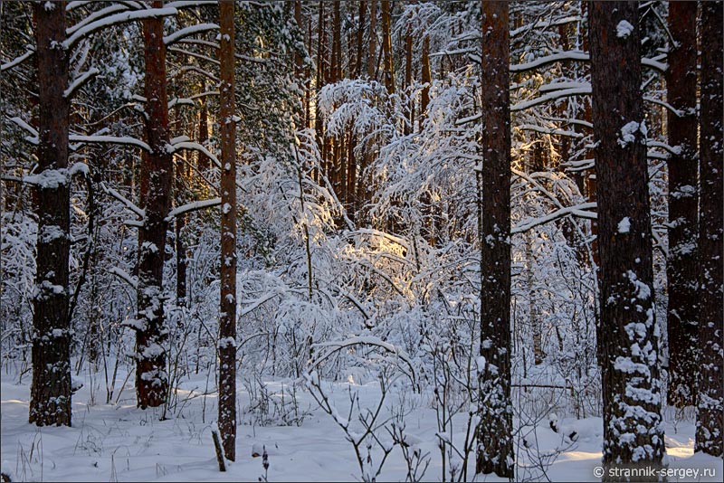 Лучи солнца в зимнем лесу