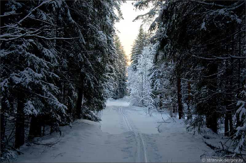 лыжня в зимнем лесу