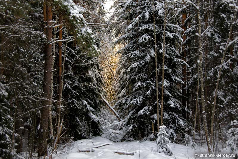 Волк в зимнем лесу в Шушморе
