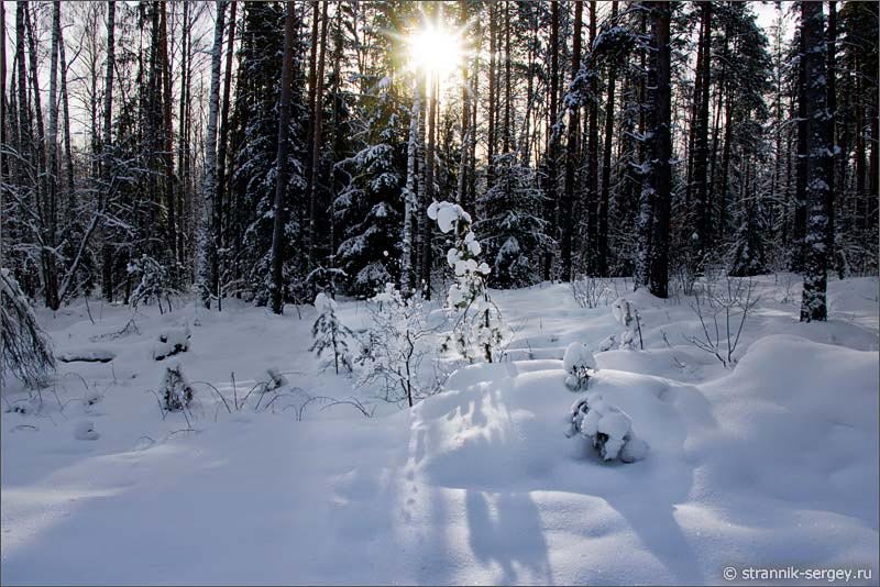Шушмор - зимний лес
