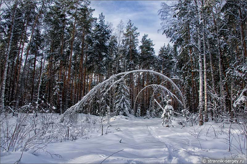 Урочище Шушмор - зимний лес