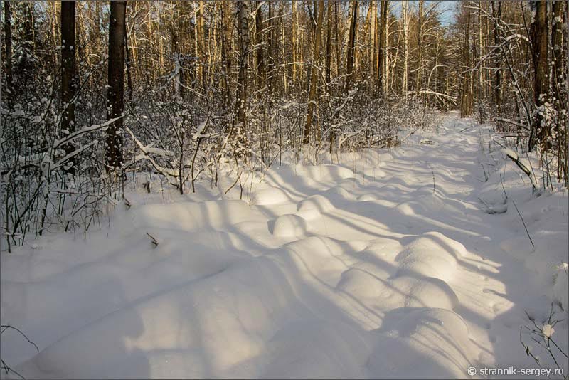 Лес в снегу в Шушморе