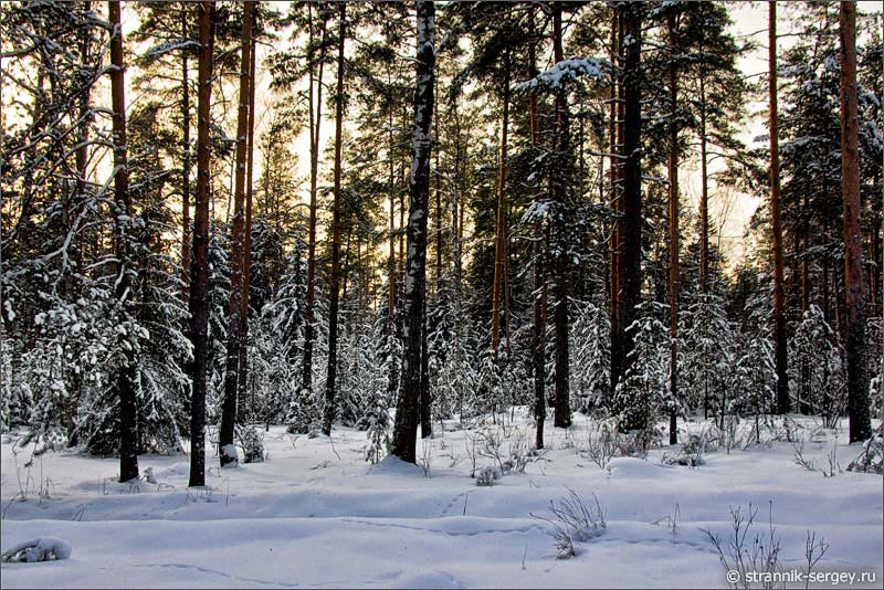 Зимний лес в Шушморе