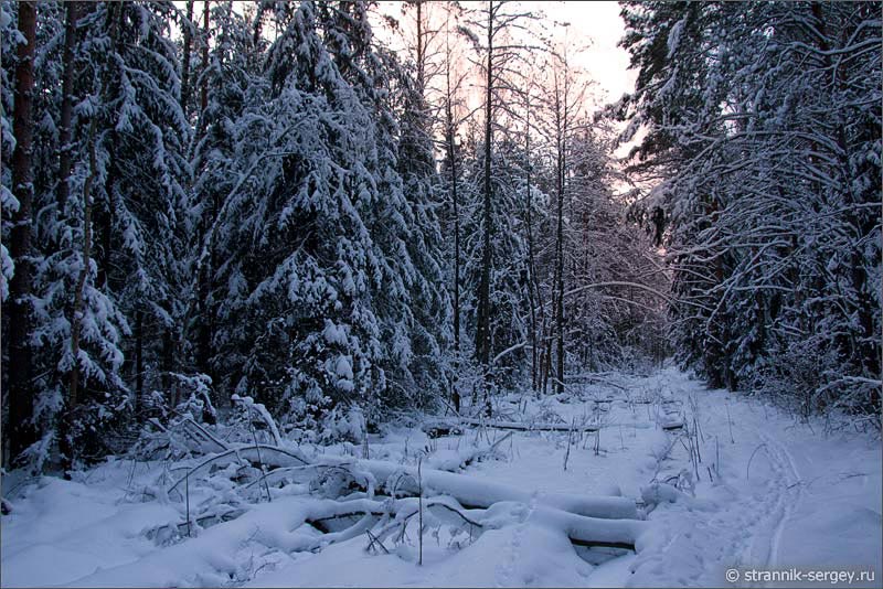 Сириневые сумерки в зимнем лесу в Шушморе