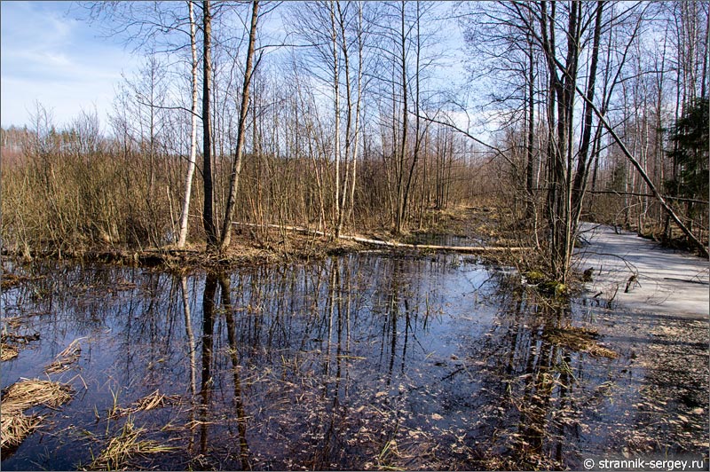 Цепнинское болото весной Весенняя прогулка
