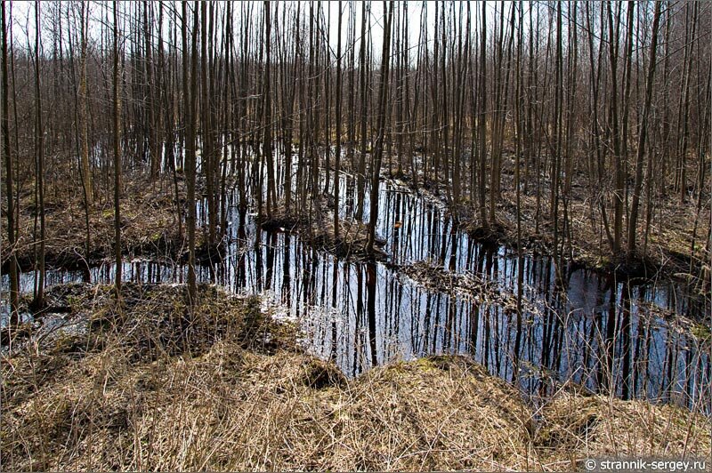 Цепнинское болото весной Весенняя прогулка
