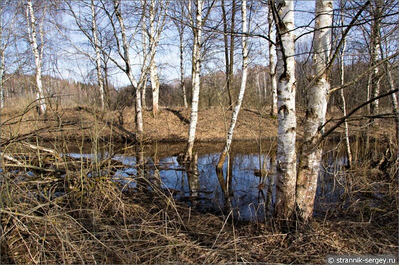 Весеннее болото Весенняя прогулка