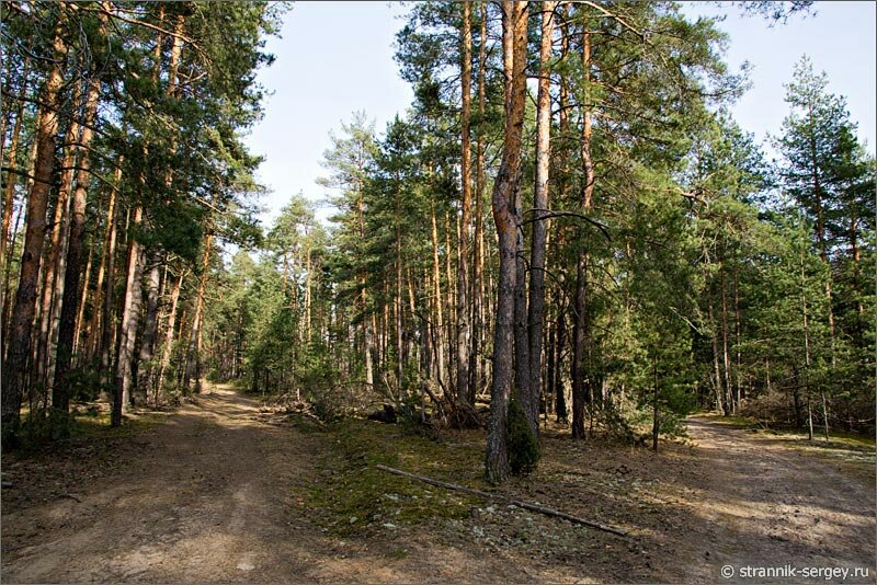 Весенний лес Весенняя прогулка