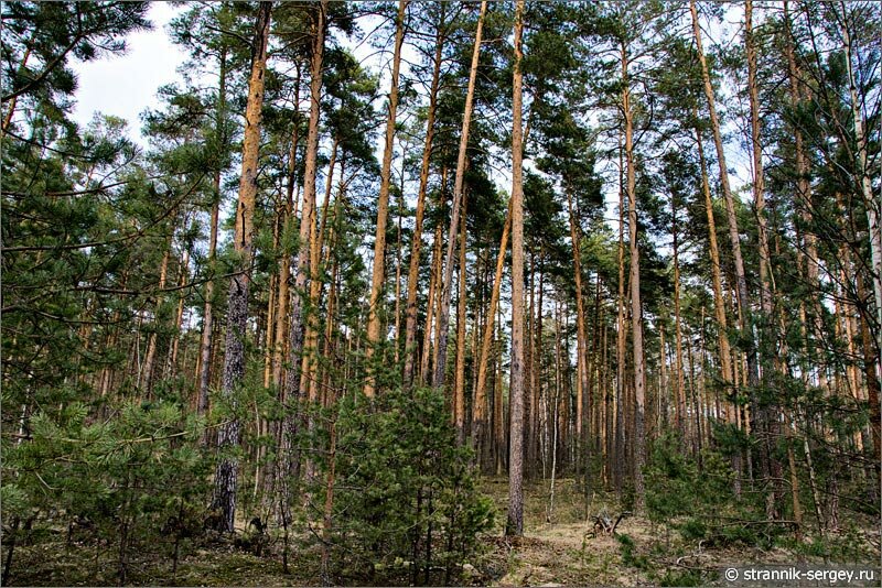 Весенняя река Шередарь Весенняя прогулка
