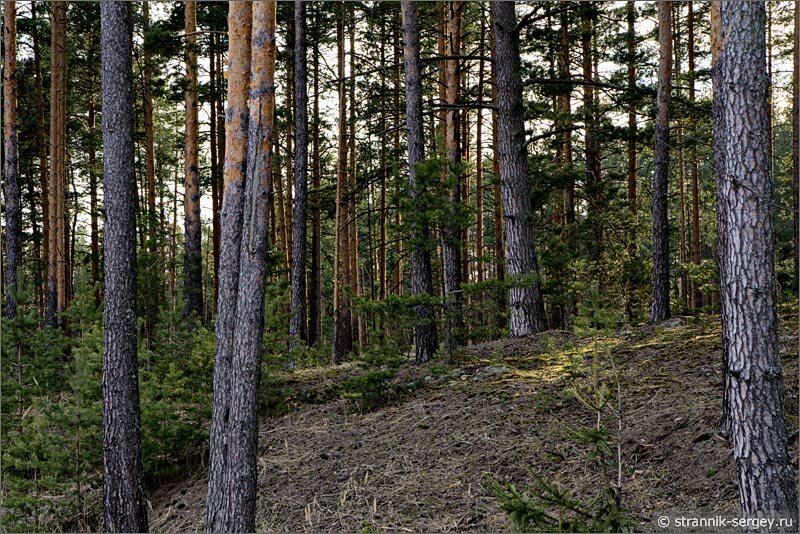 Весенний бор Весенняя река Шередарь Весенняя прогулка