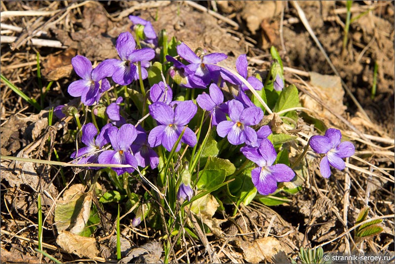 Весна: цветок подснежник в лесу - фиалка душистая