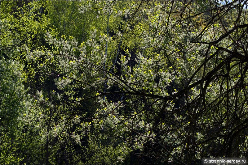 Весна фото цветущая ива