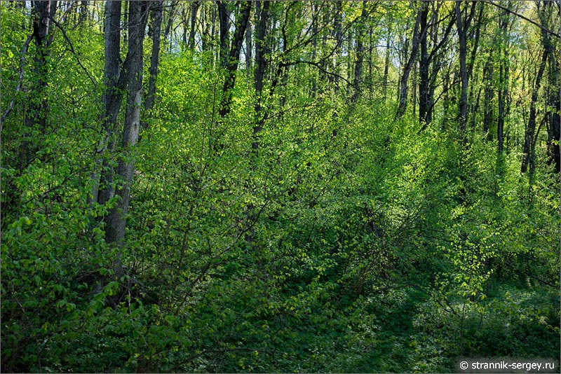 Весна — фото широколиственный лес