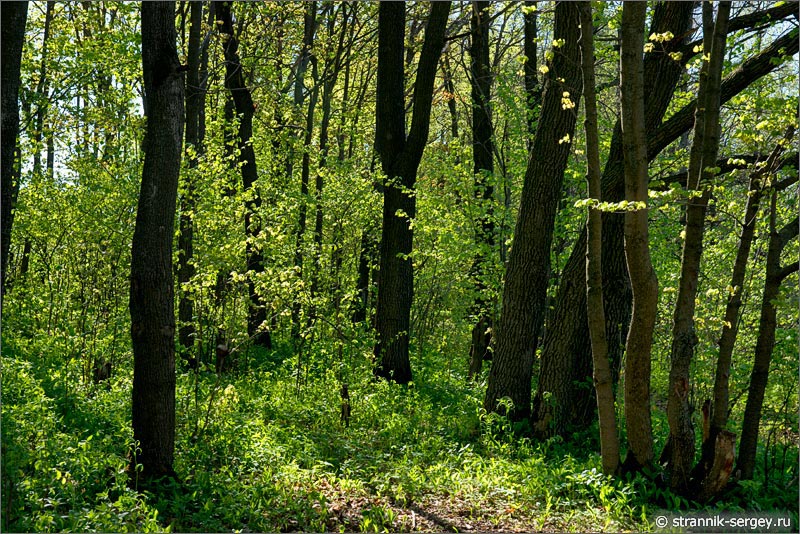Весна — фото широколиственный лес