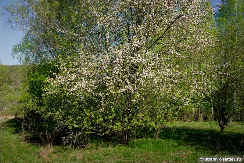 Весна — фото  цветущая яблоня 