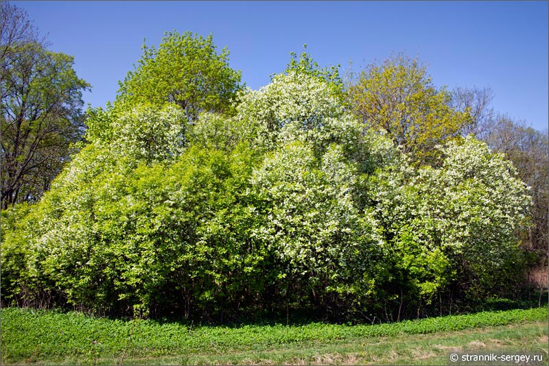 Весна — фото цветущая черемуха