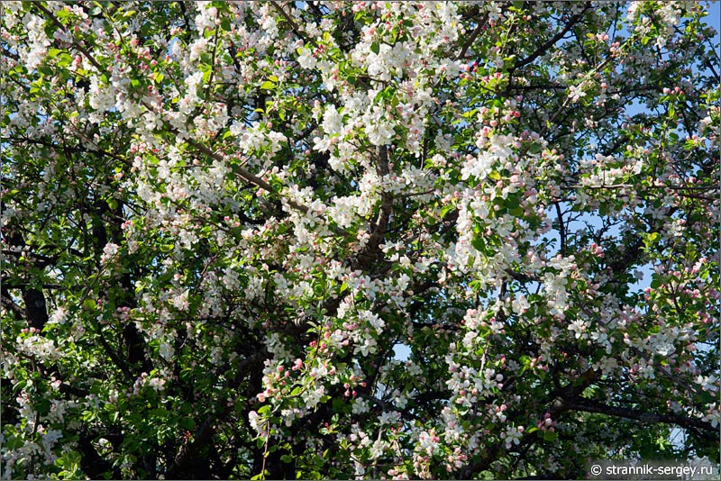 Весна — фото  цветущая яблоня 