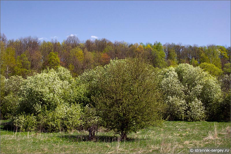 Весна фото цветущий лес