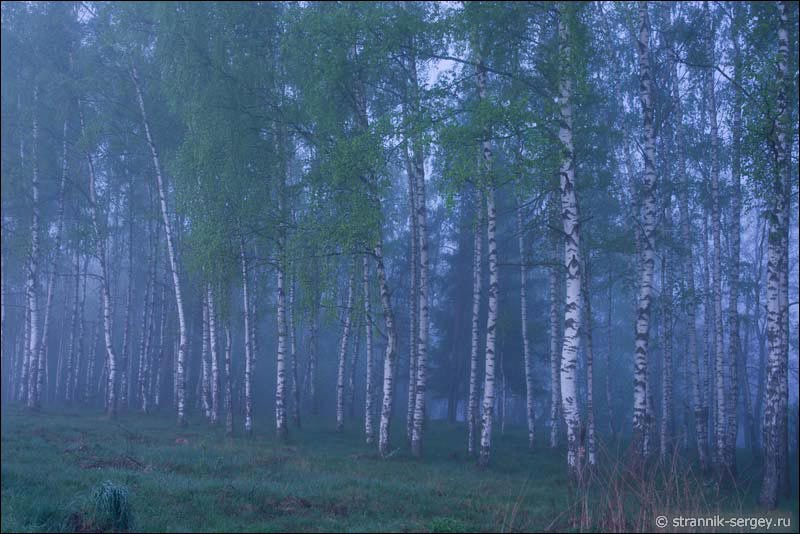 Туманное утро в весеннем лесу цветут деревья