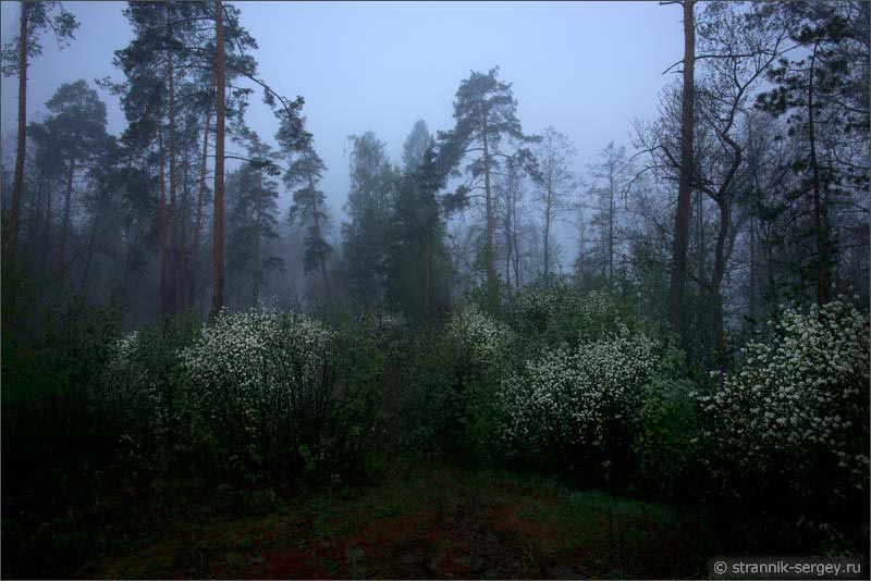 Цветущие деревья ирги в сосновом лесу туманным утром