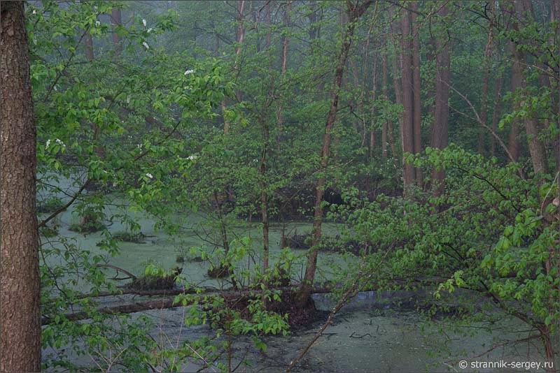 Цветущие деревья на болоте в лесу туманным утром