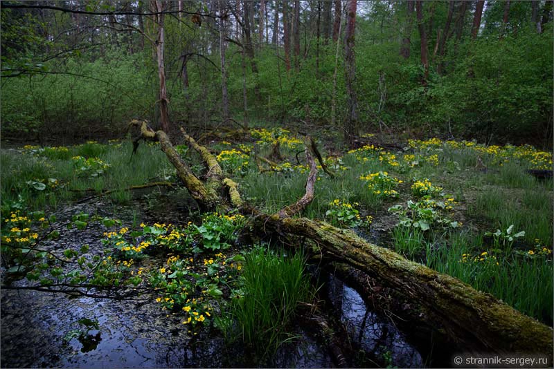 Цветущие деревья и цветы калужницы на болоте