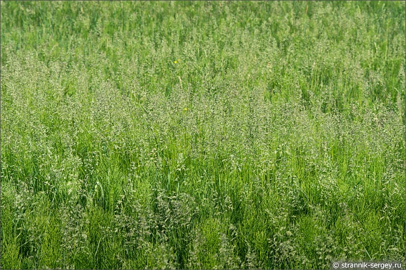 Жаркий летний день зеленая трава