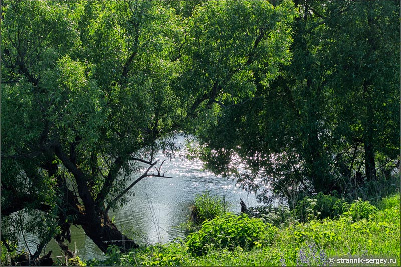 Жаркий летний день прохладная вода реки Осетр
