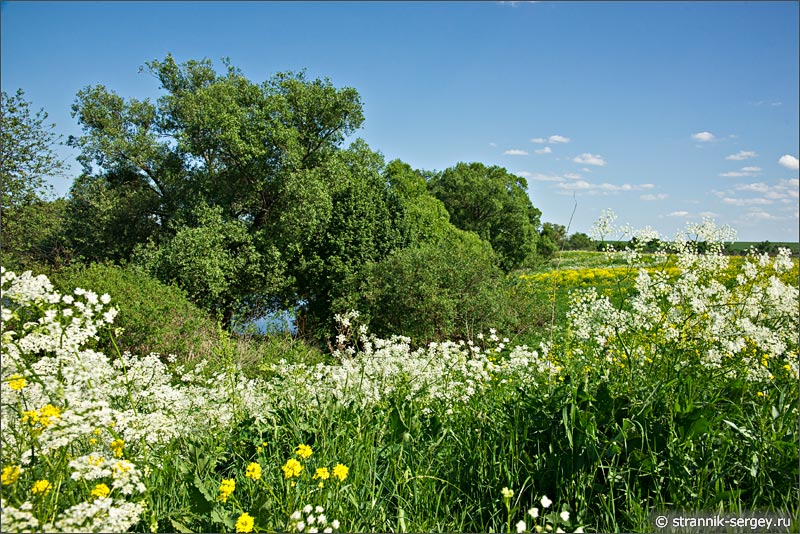 Жаркий летний день на берегах реки Осётр цветущие луга поля