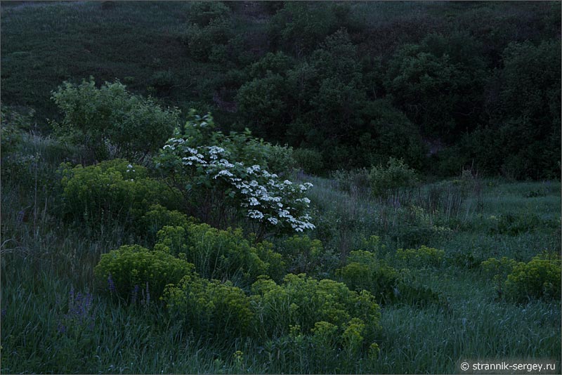 Природа ночью — летняя ночь фото