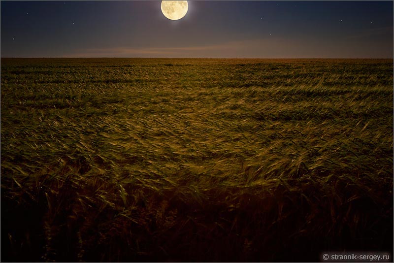 Лунная ночь полнолуние луна над ржаным полем
