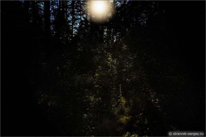 Лунная ночь полнолуние луна в лесу лунный свет