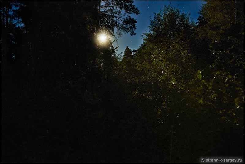 Лунная ночь полнолуние луна в лесу лунный свет бледно-зеленые лучи