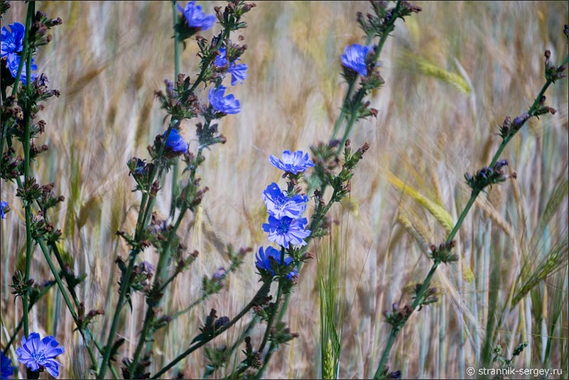 природа августа цикорий в пшеничном поле