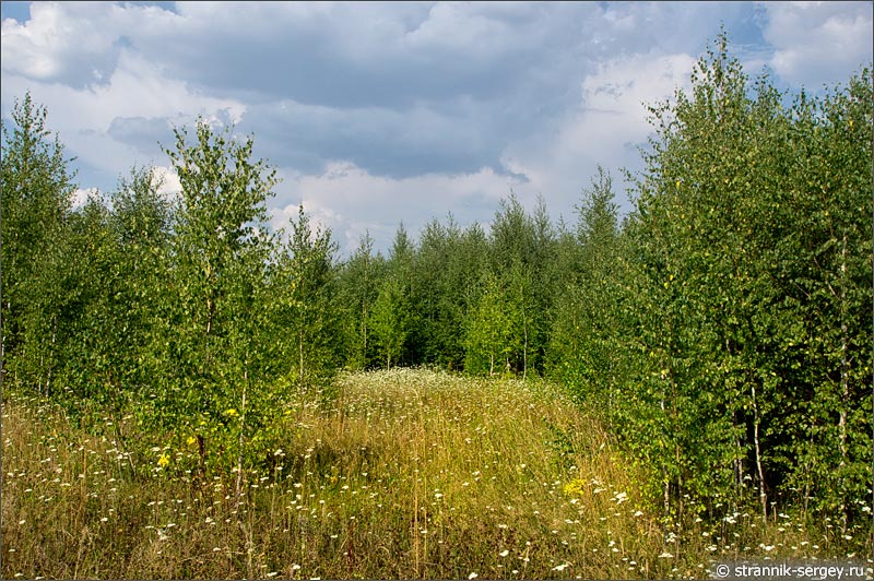 березовый лес цветочная поляна полевые цветы тысячелистник