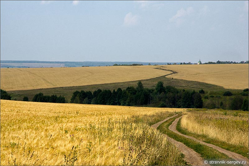 пшеничные поля под Зарайском