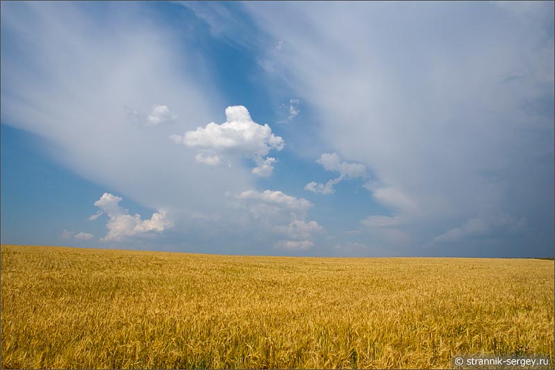 Облака над золотым пшеничным полем природа августа