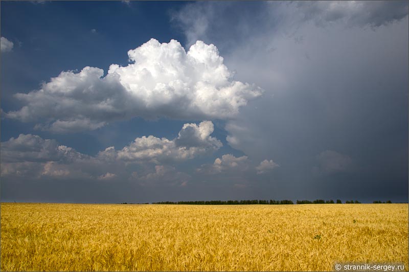 Облако над пшеничным полем природа августа