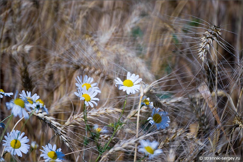 ромашки в пшеничном поле природа августа