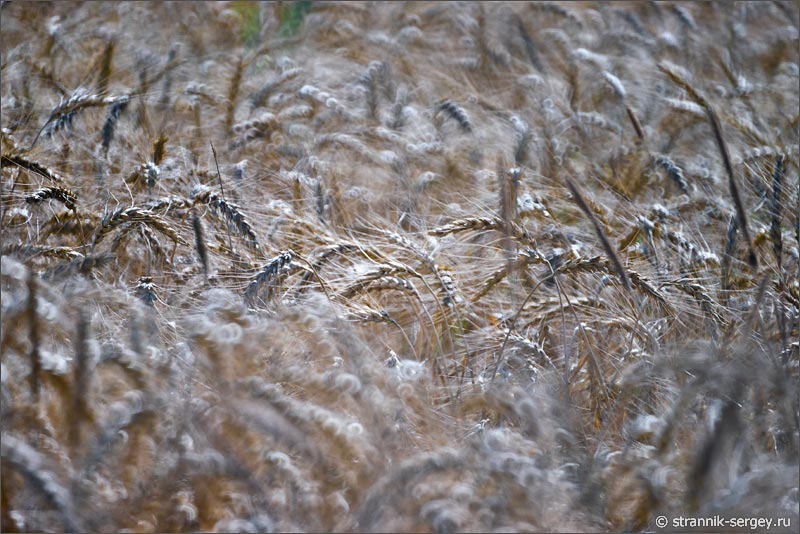пшеничные колосья поле русская природа август