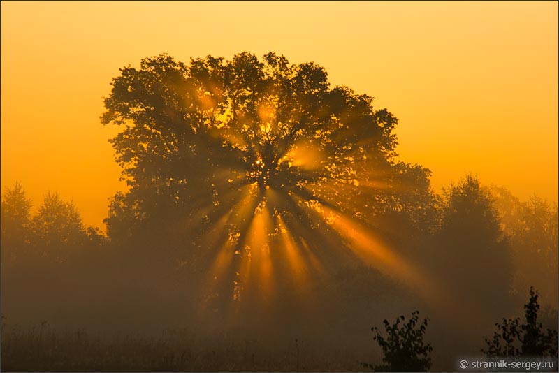 Рассвет оранжевый туман лучи солнца дерево дуб луг