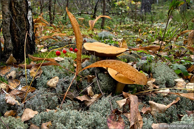 Фото Грибов В Лесу Осенью