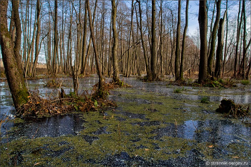 поздняя осень  замерзшее болото