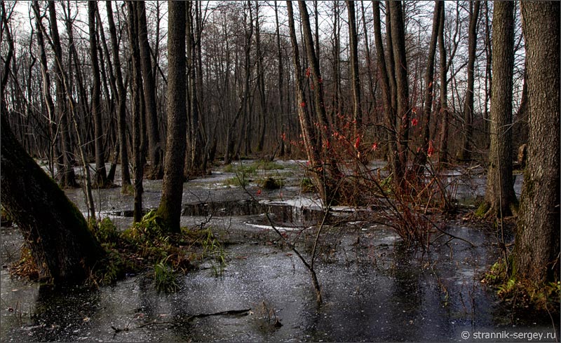 Поздняя осень конец октября болото, скованное льдом